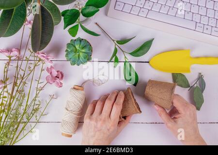Le mani femminili tengono le pentole di torba per piantare i talee del ficus. Giardinaggio, giardinaggio domestico, coltivazione di piante, hobby, concetto di primavera. Messa a fuoco selettiva. Foto Stock