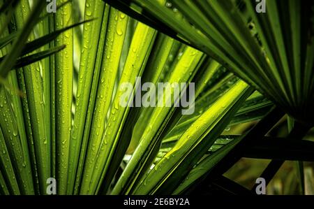 Le palme verdi si affacciano al sole, dopo la pioggia. Foto Stock