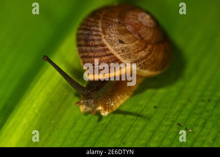 Lumaca di albero portoricano (Caracolus caracolla) È una specie nativa Porto Rico Foto Stock