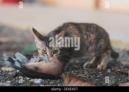 Gatto mangiare un uccello a casa, inseguire, primo piano, molte piume intorno Foto Stock
