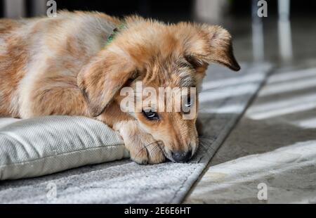 Un simpatico cucciolo bianco zenzero giace sul suo letto sotto il sole. Foto Stock