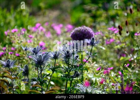 Eryngium alpinum Blue Star, Eryngo Alpine Blue Star, Sea Holly, blu fiori d'argento, blu Fiore, fioritura, bordo, bordo misto, retroilluminato, retroilluminazione, RM Flo Foto Stock