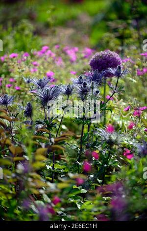 Eryngium alpinum Blue Star, Eryngo Alpine Blue Star, Sea Holly, blu fiori d'argento, blu Fiore, fioritura, bordo, bordo misto, retroilluminato, retroilluminazione, RM Flo Foto Stock