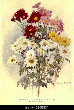 Beatrice Parsons opera intitolata Single Chrysanthemum Foto Stock