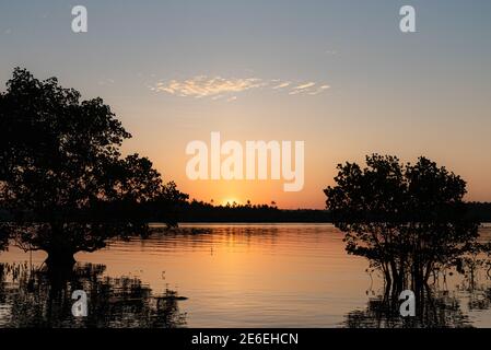 Tramonto con gli alberi di mangrovie a Siargao Island, Surigao del Norte, le Filippine Foto Stock