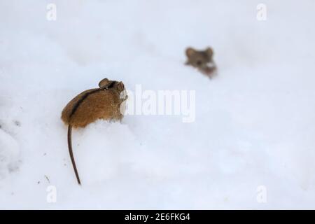 Strisce campo mouse Foto Stock