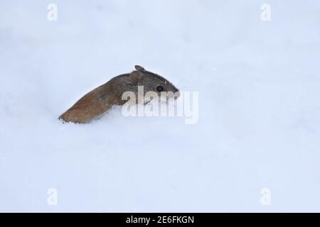 Strisce campo mouse Foto Stock