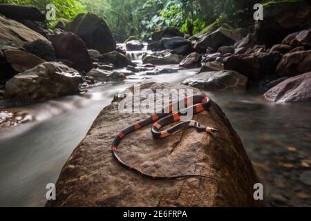 Un serpente di fiamma della foresta (Oxyrhopus petolarius) fa il relativo senso attraverso un piccolo ruscello della giungla nella foresta amazzonica del Perù. Foto Stock