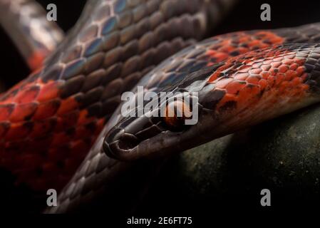 Un ritratto ravvicinato di un serpente, il mimico Falso serpente di Corallo (Oxyrhopus vandicus) da Tarapoto, Perù. Foto Stock