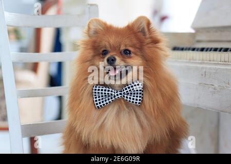 Ritratto Pomeranian spitz cucciolo nella grande sedia. Animali domestici. Foto Stock