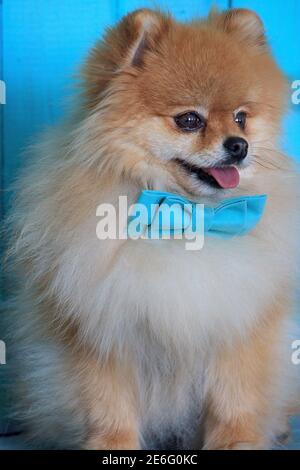 Ritratto di cucciolo spitz pomeraniano in bella cravatta di prua. Animali domestici. Foto Stock