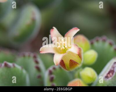 Un primo piano di un singolo fiore di cotiledone tomentosa Foto Stock