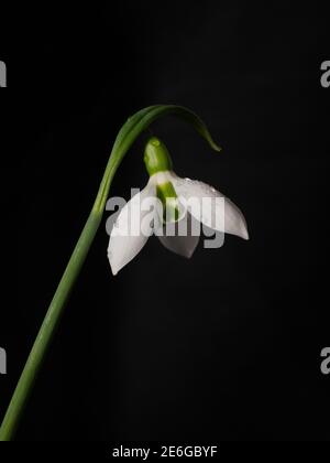 Un primo piano di un singolo fiore del singolo snowdrop Galanthus elwesii su sfondo nero Foto Stock