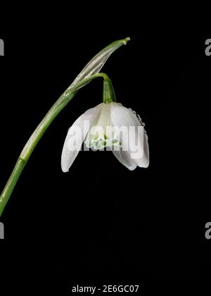 Un primo piano di un singolo fiore del doppio snowdrop Galanthus Lady Beatrix Stanley su sfondo nero Foto Stock