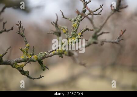 Vecchi rami secchi di un albero di pera in muschio verde. Foto Stock