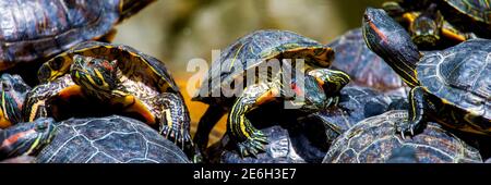 Gruppo di slider rosso-arato o Trachemys scripta elegans in piscina. Dozzine di tartarughe a cursore gialle che si abbronzano su una superficie di legno. Foto Stock