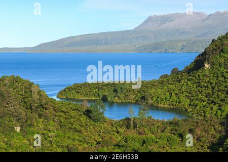 Lago Tarawera, Nuova Zelanda, con Kotukutuku Bay, circondato da foresta nativa, in primo piano. All'orizzonte si trova il Monte vulcanico Tarawera Foto Stock