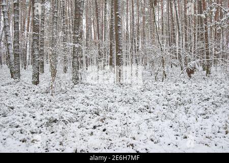 Bella foresta coperta di neve Foto Stock