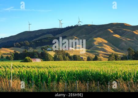 Le turbine di un parco eolico in cima ad una collina, circondato da terreni agricoli. Te Uku, Nuova Zelanda Foto Stock
