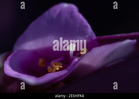 Iride nativo o bandiera nativa (patersonia), famiglia Iridaceae, macro fotografia guardando il fiore a forma di cuore viola e centro che splende nel sole Foto Stock