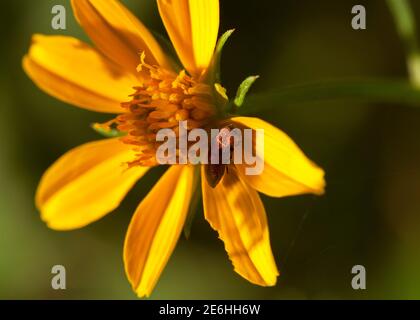 Il piccolo, ma spettacolare, iridato, scintillante Jewel Beetle è attratto da Bush Daisies gialli per nutrirsi sul polline. I maschi e le femmine sono diversi Foto Stock