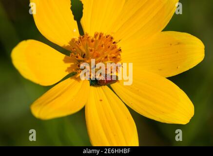 Il piccolo, ma spettacolare, iridato, scintillante Jewel Beetle è attratto da Bush Daisies gialli per nutrirsi sul polline. I maschi e le femmine sono diversi Foto Stock