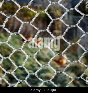 Una vista dei polli attraverso il filo di pollo ghiacciato, Devon, Regno Unito Foto Stock