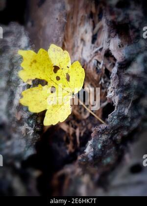 Singola foglia autunnale caduta contro la forza di una testurizzata E l'albero di Birch guasto Foto Stock