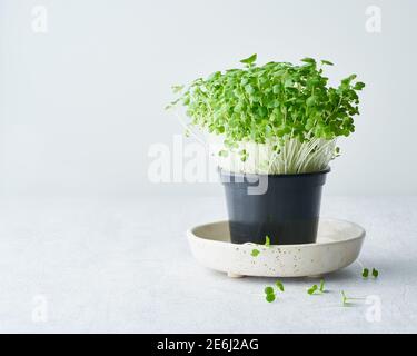 Bok choy microgrede in pentola su piatto. Aragula, ortaggi di radice commestibili Foto Stock