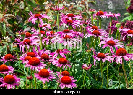 Echinacea purpurea 'Rubinstern' una pianta fiorente estiva con un fiore rosso rosa in estate da luglio a settembre comunemente noto come fiore di cono, stock Foto Stock