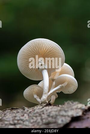 Fungo di porcellana: Oudemansiella mubida. Su faggio. Surrey, Regno Unito Foto Stock