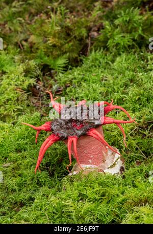 Starfish Fungus: Aseroe rubra. Oxshott, Surrey, Regno Unito. Nota Scatophagid fly. Foto Stock