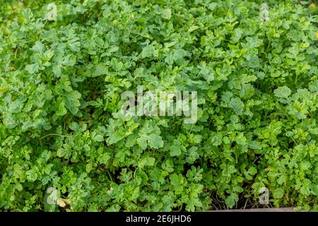Germogli di senape coltivati per concime organico siderates verdi di concime Foto Stock