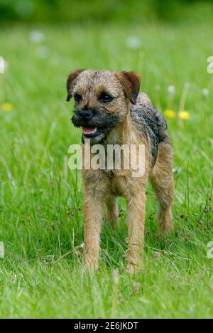 Confine terrier giovani in erba lunga. Foto Stock