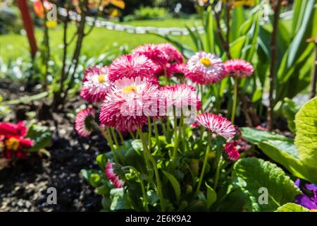 Bellis perennis in giardino Foto Stock