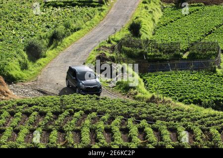 Città di Batu, Indonesia. Novembre 2020. Un minibus nero sta passando attraverso una strada rurale con viste delle piantagioni di verdure e delle montagne. autostrada sul Foto Stock