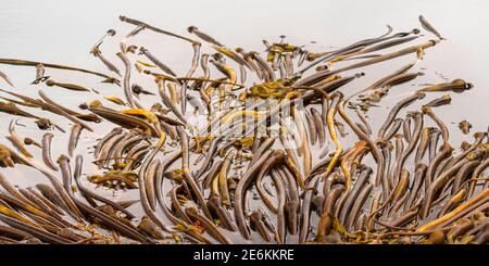 Bull Kelp (Nereocystis luetkeana) che galleggia sulla superficie dell'oceano al largo della costa dell'Alaska, Stati Uniti. Foto Stock