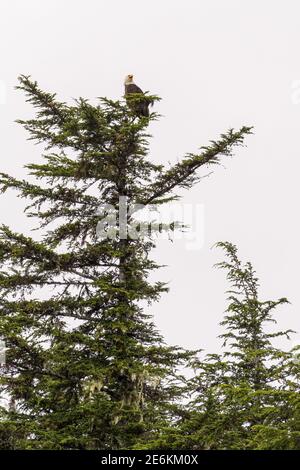 Un richiamo aquila calva (Haliaetus leucocefalo) arroccato in un albero sempreverde in estate in Alaska, Stati Uniti. Foto Stock