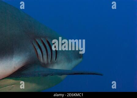 Primo piano immagine di branchie di squalo. Caribbean Reef Shark (Carcharhinus perezi).Cordelia Bank, Roatan, Islas de la Bahia, Honduras Foto Stock