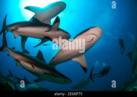 Subacquei che nuotano con una grande scuola di squalo caraibico (Carcharhinus perezi) nel Mar dei Caraibi.