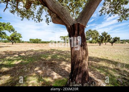 Corteccia spogliata da albero di sughero su piantagione ad Alentejo, Portogallo Foto Stock