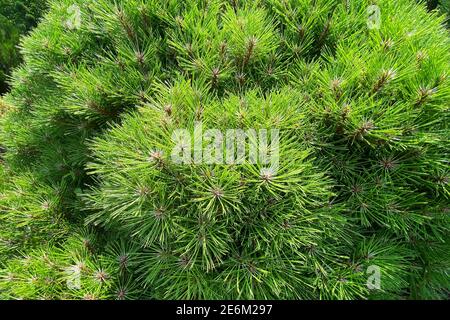 Giardinaggio e paesaggistica con alberi e piante decorative verdi fresche. Rami di conifere sempreverde in un parco di primavera. Foto Stock