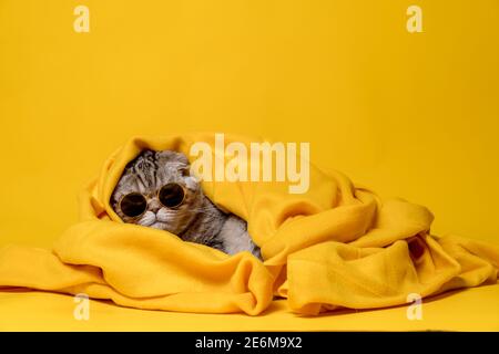 Un gatto divertente in occhiali da sole riposa in modo rilassante avvolto in un caldo plaid giallo, isolato su uno sfondo luminoso. Spazio di copia. Foto Stock