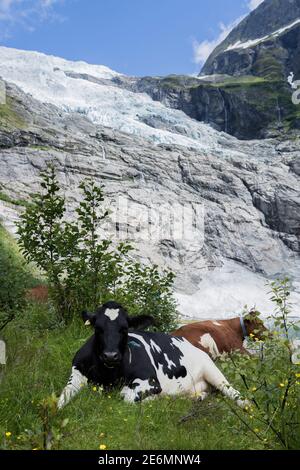 Due mucche che giacevano nell'erba sulla riva di Il lago glaciale ai piedi del ghiacciaio Boyabreen in Norvegia Foto Stock