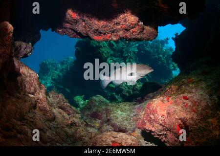 Tiger grouper (Mycteroperca tigris) nuotare attraverso la barriera corallina. Roatan, Islas de la Bahia, Honduras Foto Stock