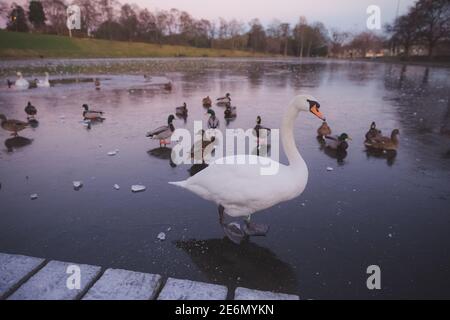 Un cigno bianco di Mute europeo (Cygnus olor) con i mallards, su un laghetto d'anatra ghiacciato invernale all'Inverleith Park a Stockbridge, Edimburgo, Scozia. Foto Stock