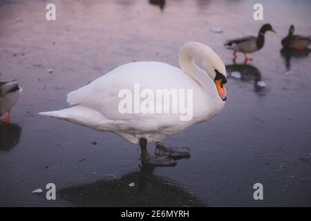 Un cigno bianco di Mute europeo (Cygnus olor) con i mallards, su un laghetto d'anatra ghiacciato invernale all'Inverleith Park a Stockbridge, Edimburgo, Scozia. Foto Stock