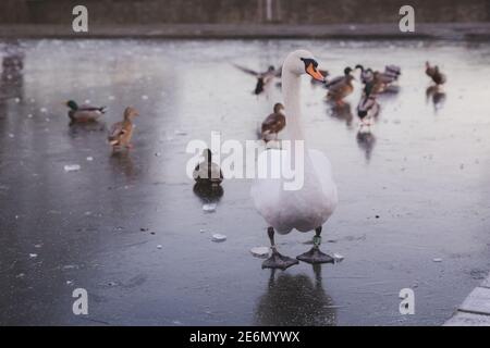 Un cigno bianco di Mute europeo (Cygnus olor) con i mallards, su un laghetto d'anatra ghiacciato invernale all'Inverleith Park a Stockbridge, Edimburgo, Scozia. Foto Stock