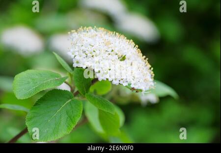 Albero di wayfaring (Viburnum lantana). Albero di wayfaring comune, albero di cotone, albero di coven, albero di lithy, albero di mealy, il cotoner, twistwood. Fiori bianchi Foto Stock