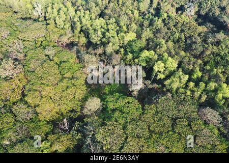 Bagerhat, Bangladesh - 21 gennaio 2021: Vista aerea della foresta di mangrovie Sundarban, un sito patrimonio dell'umanità dell'UNESCO e un santuario della fauna selvatica a Chandp Foto Stock